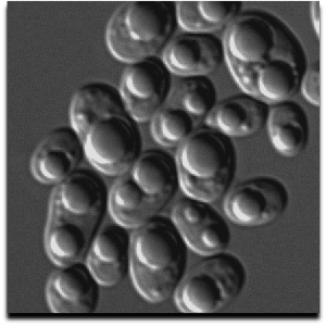 DIC image of R. toruloides under low N conditions.