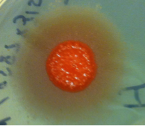 Successful mating of R. toruloides. Brown teliospores are produced on MYP agar plates after mixing MAT A1 and MAT A2 haploids. Image by Jeffrey Skerker 