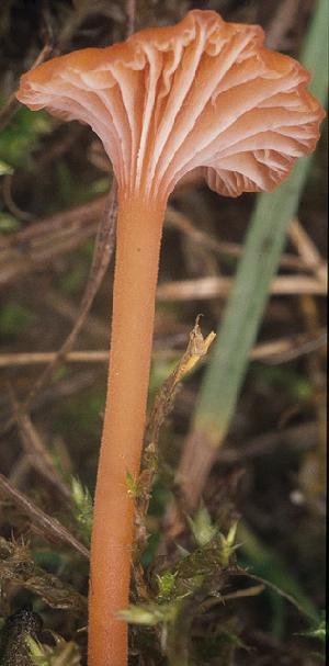 Photo of Rickenella mellea v1.0 (SZMC22713)