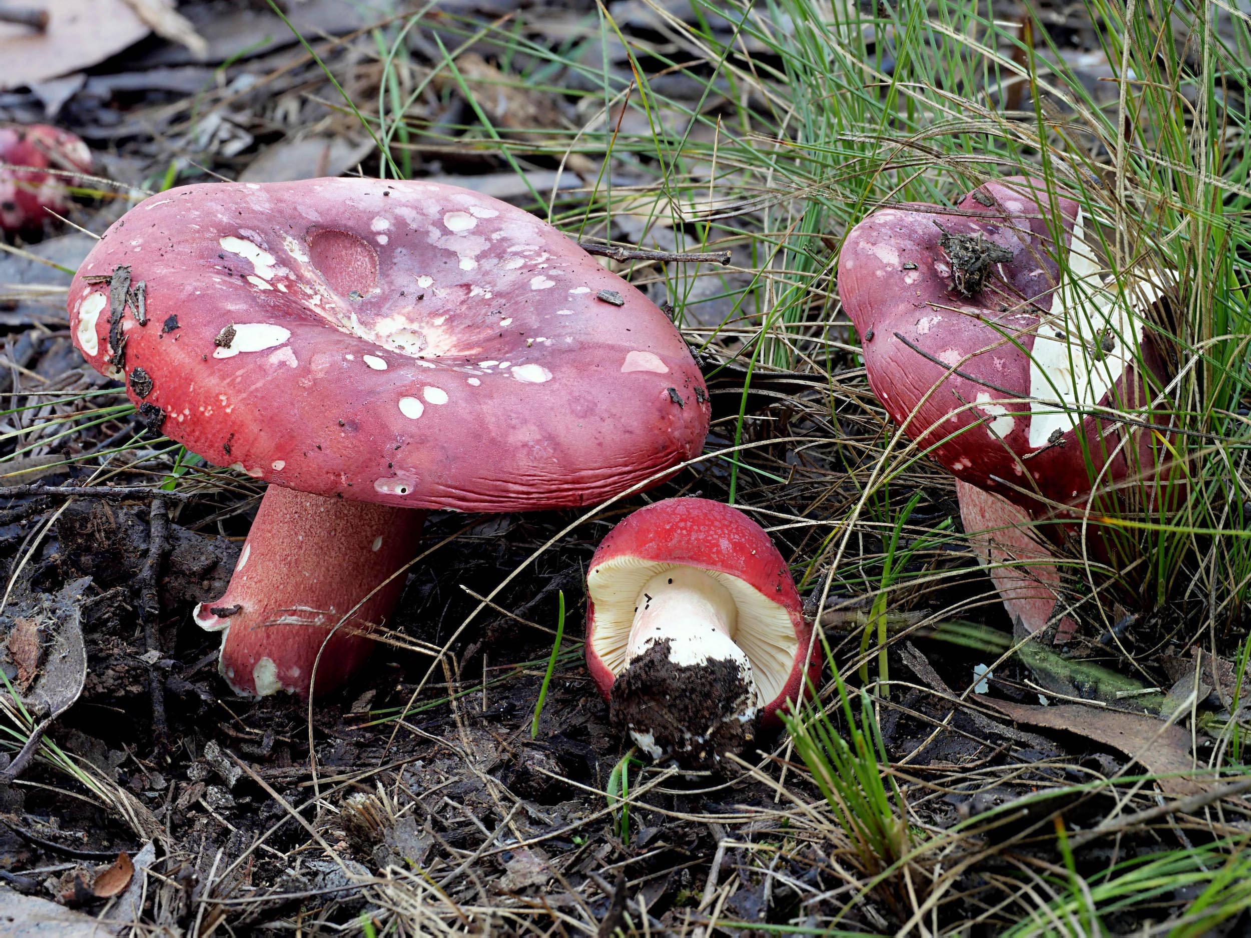 Russula sp. SA2