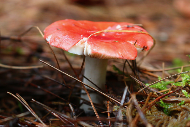 Russula emetica