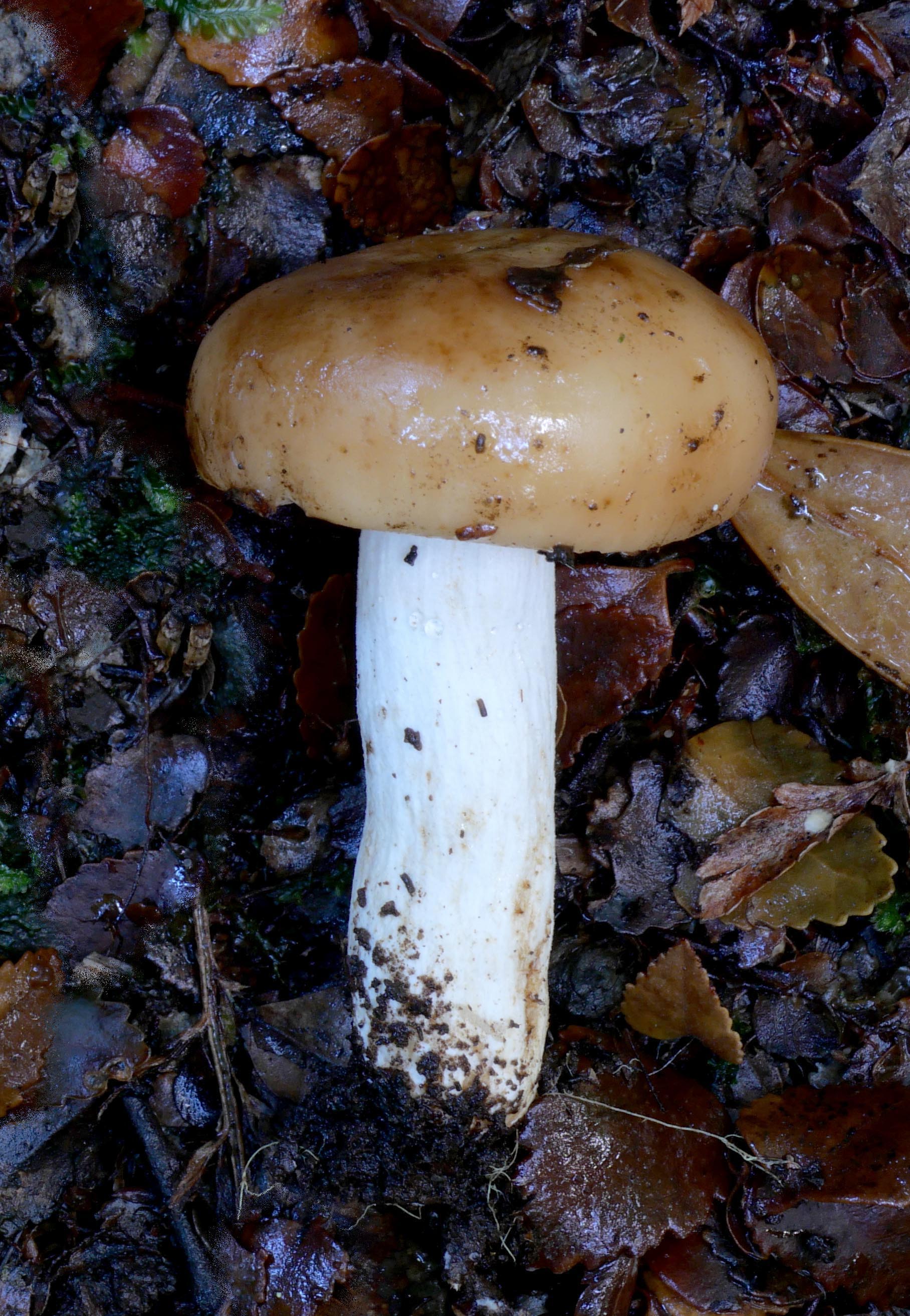 Russula sp. TAS8