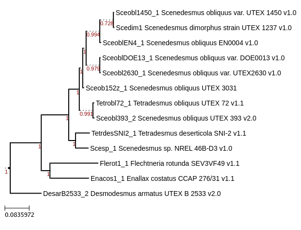 FastTree for Scenedesmus dimorphus UTEX 1237