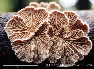 Photo of Schizophyllum commune v1.0