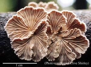 Photo of Schizophyllum commune v2.0