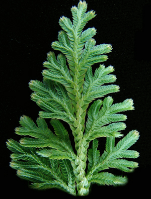 Photo of Selaginella moellendorffii v1.0