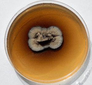 A culture of Septobasidium PNB30-8B growing on solid yeast media (two months old).