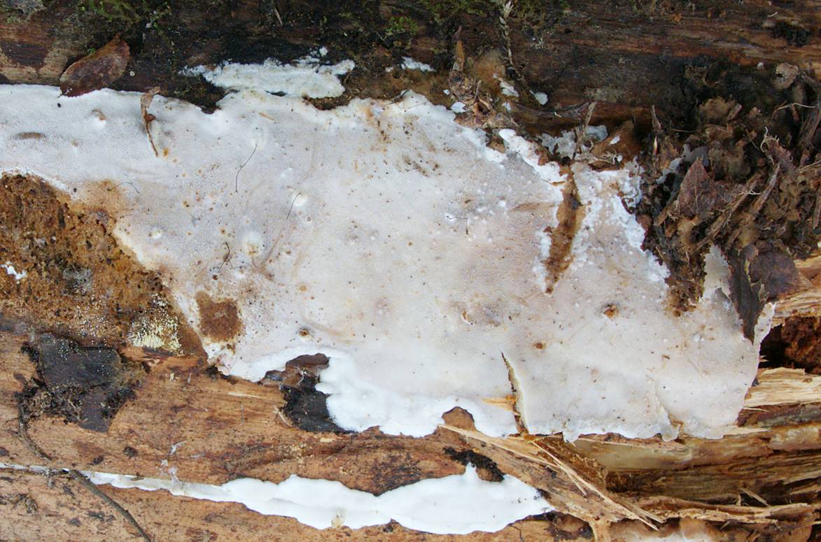 Fruiting body of Skeletocutis stellae growing on a rotten trunk of Picea abies, Finland (Miettinen 21578). This collection is the origin of the genome strain. [Photo credit: Otto Miettinen]