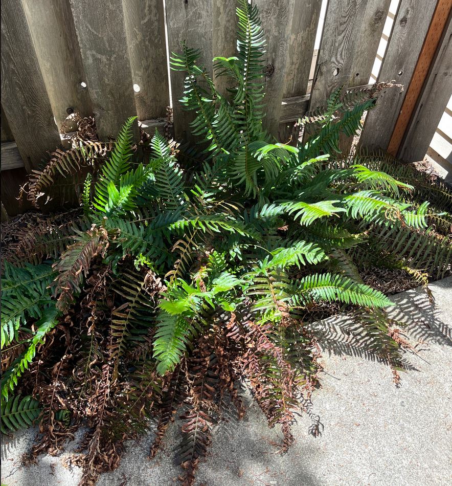 Source plant where Apiospora sp. DY4 was isolated. Image by Davis Yokana. See <a href="https://www.inaturalist.org/observations/173100950">iNaturalist observation</a> for more details.