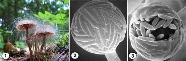 Figure 1) Asexual growth of Spinellus fusiger on Mycena haematopus.
Figure 2) Unbranched sporangiophore production of Spinellus
fusiger. Figure 3) At maturity, the sporangial wall breaks down,
allowing fusiform sporangiospores to be passively dispersed. Figure
1 from https://en.wikipedia.org/wiki/Spinellus_fusiger. Figures 2
and 3 by Kerry O'Donnell.