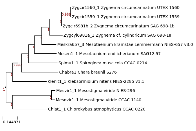 Maximum-Likelihood phylogeny generated by FastTree for Spirogloea
muscicola CCAC 0214 and other Streptophyte algae