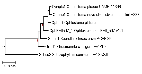 Photo of Sporothrix insectorum RCEF 264