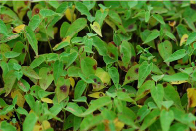 Symptoms of leaf spot and stem rot on Wilford Swallowwort caused by Stemphylium lycopersici.