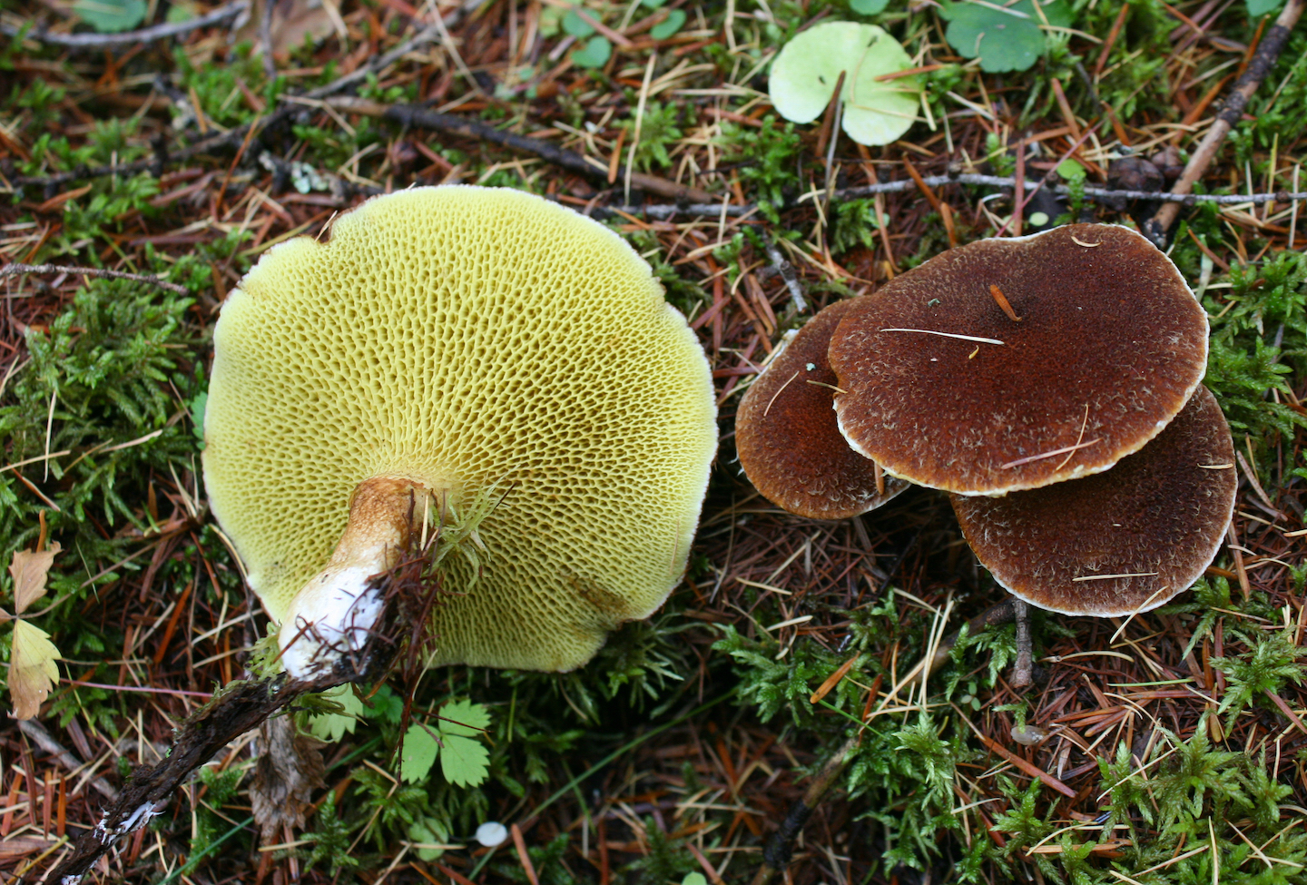 Suillus ampliporus