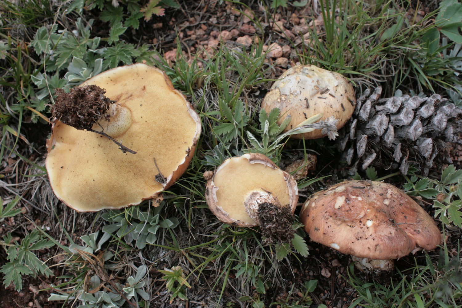 Suillus brunnescens