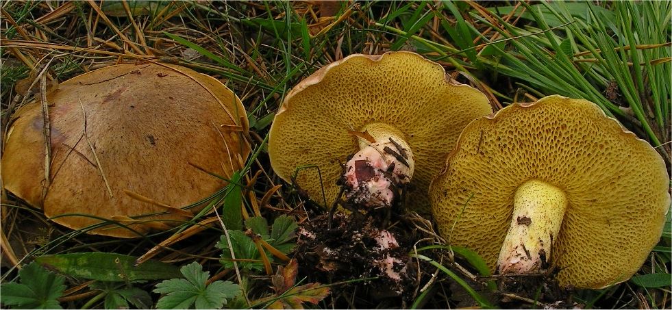 Suillus collinitus