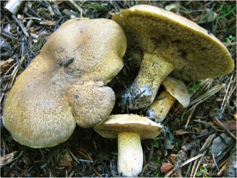 Suillus discolor