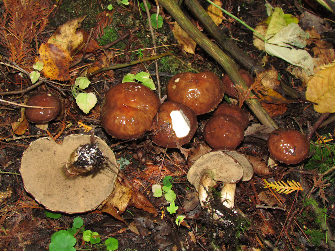 Suillus elbensis