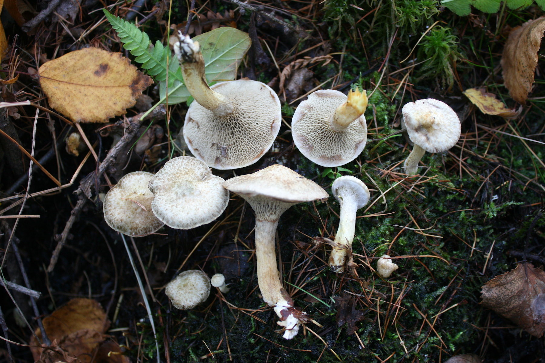 Suillus grisellus