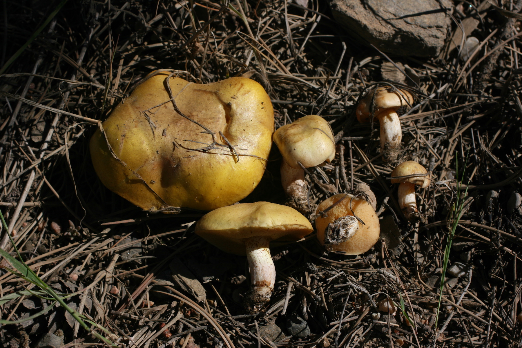 Suillus kaibabensis