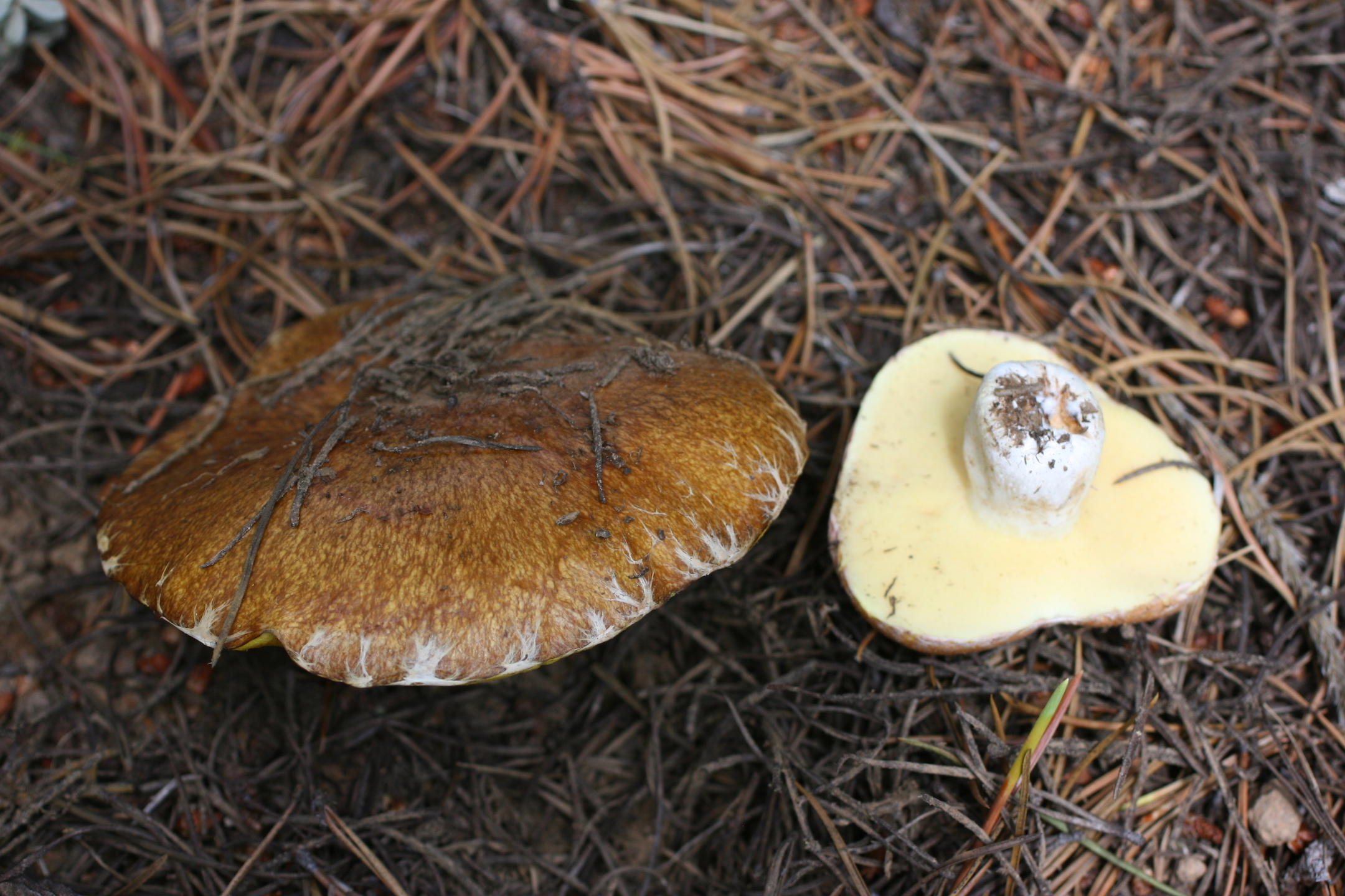 Suillus occidentalis