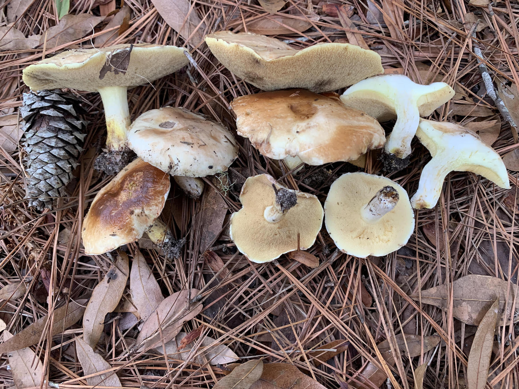 Suillus pseudogranulatus