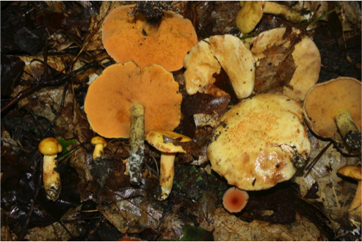 Suillus subaureus