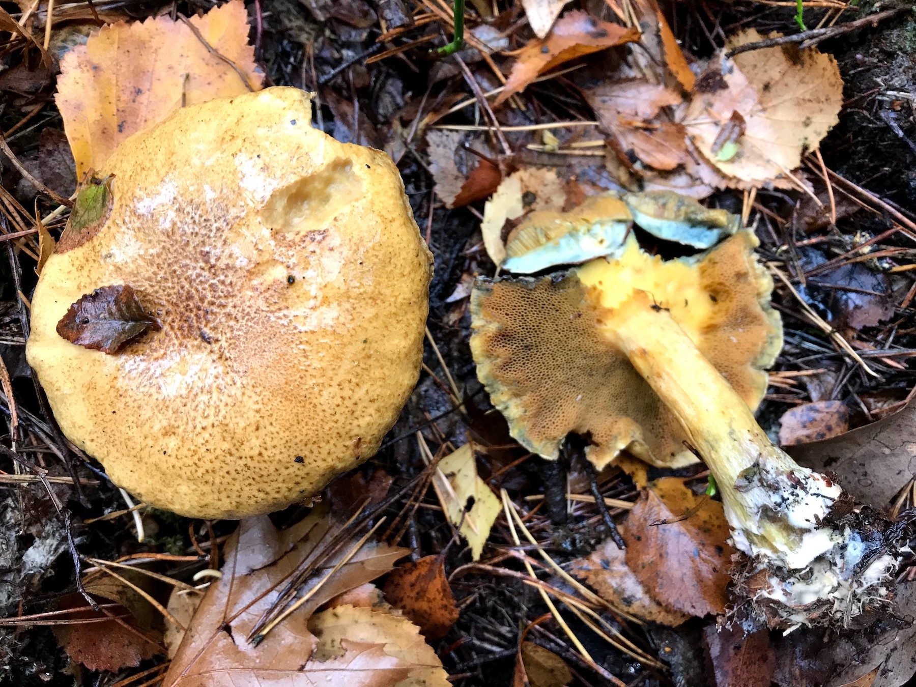 Suillus variegatus