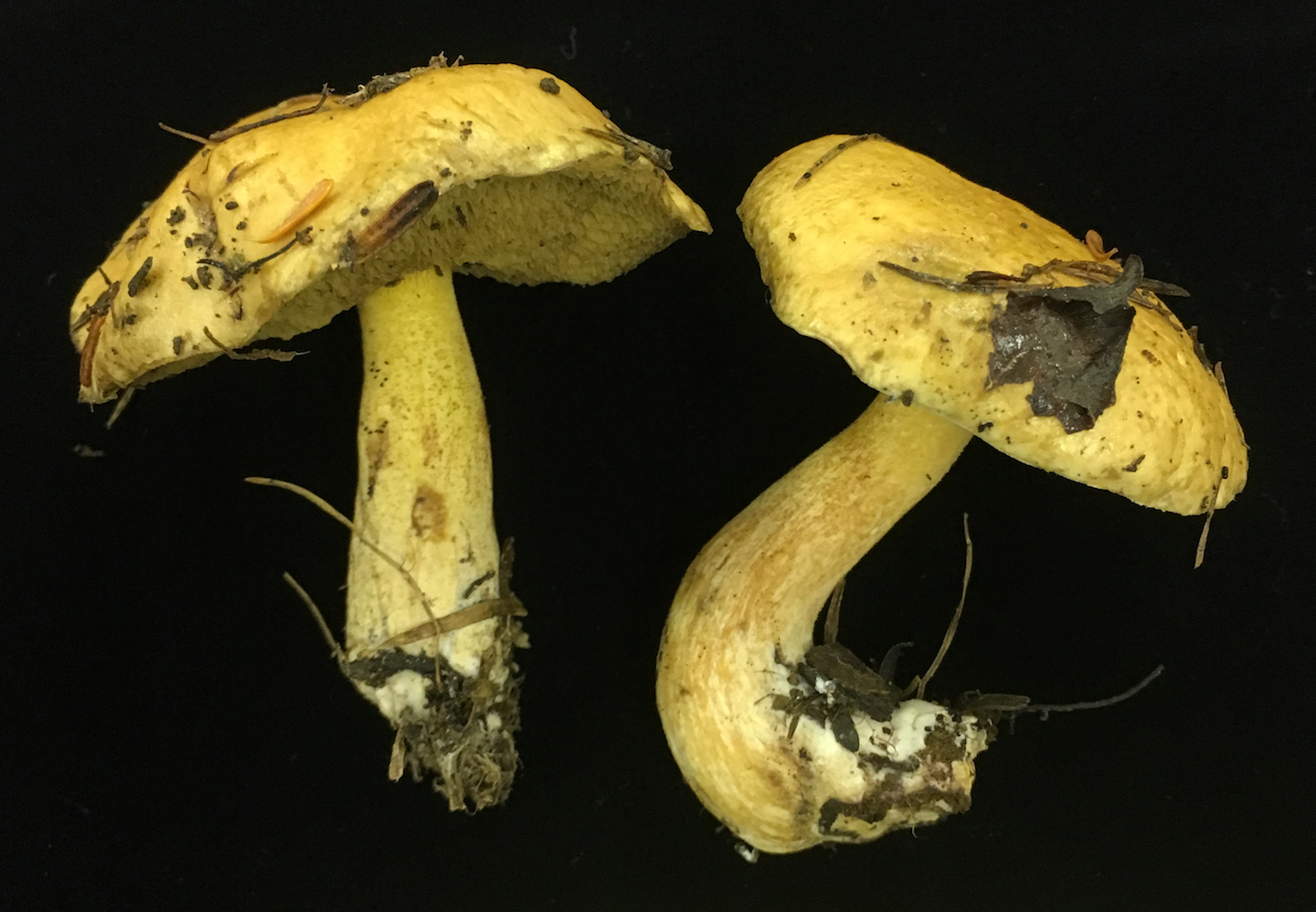 Suillus cf. variegatus