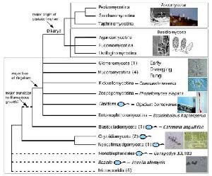 Photo of Symbiotaphrina kochii v1.0