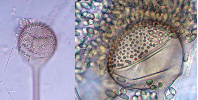 Left: Closeup of Syncephalis fuscata sporangium with a few attached
merosporangia (100X). Right: Closeup of Syncephalis fuscata
sporangium with spores that are dispersed in a drop of liquid at
maturity (100X). Images by Dr. Gerald Benny