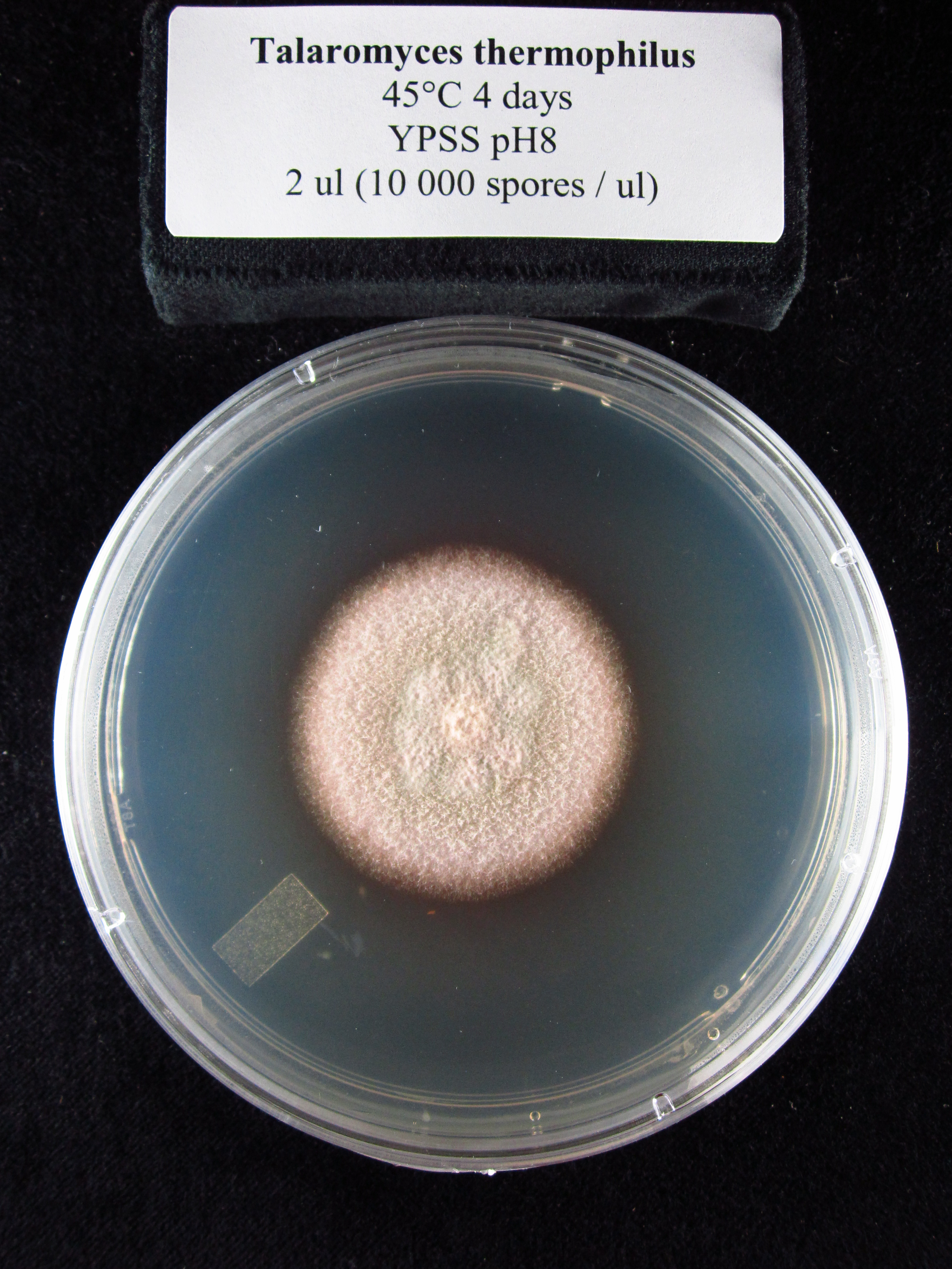 Photo of Thermomyces dupontii NRRL 2155