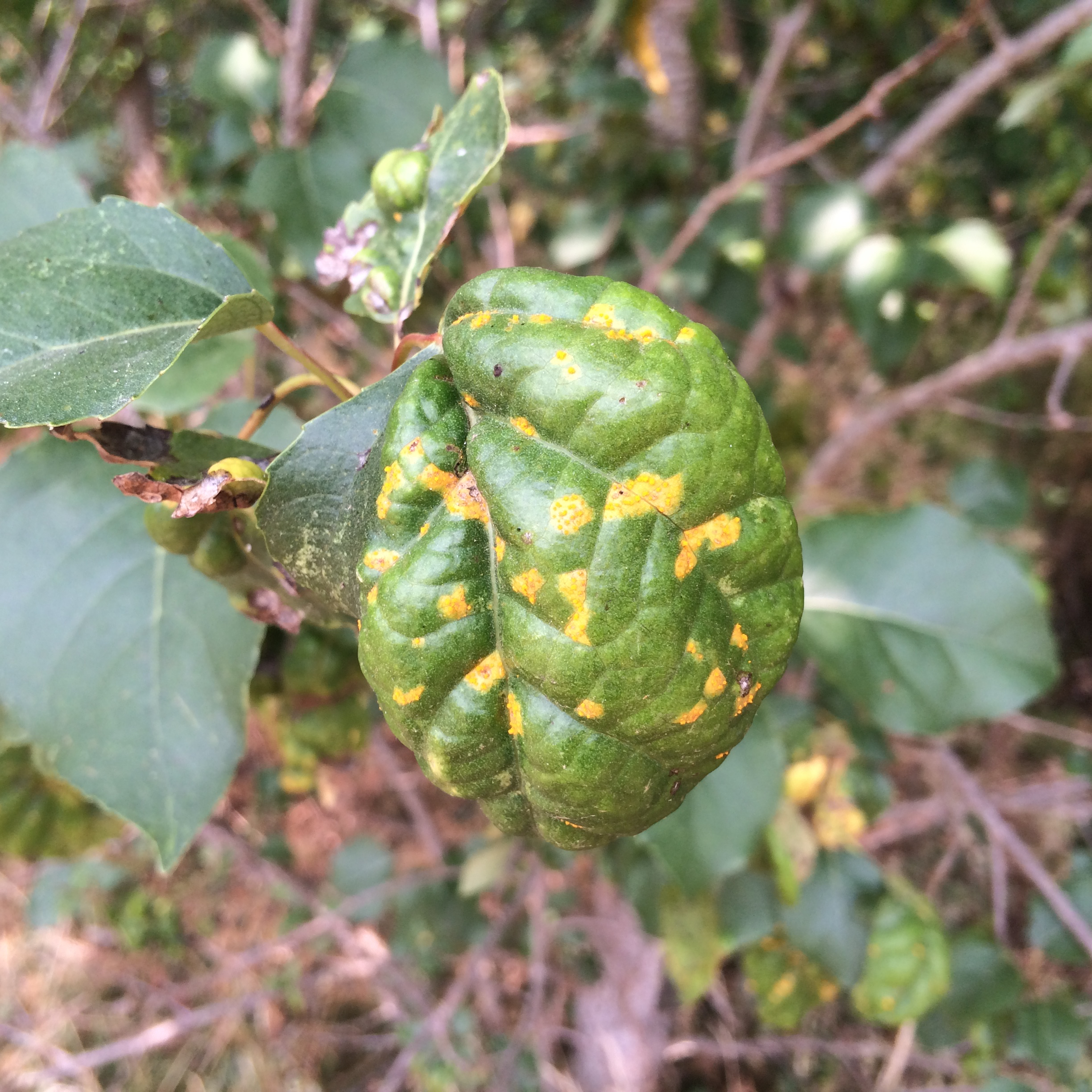 Black cottonwood leaves infected by Taphrina populi-salicis, the causal agent of yellow blister rust.