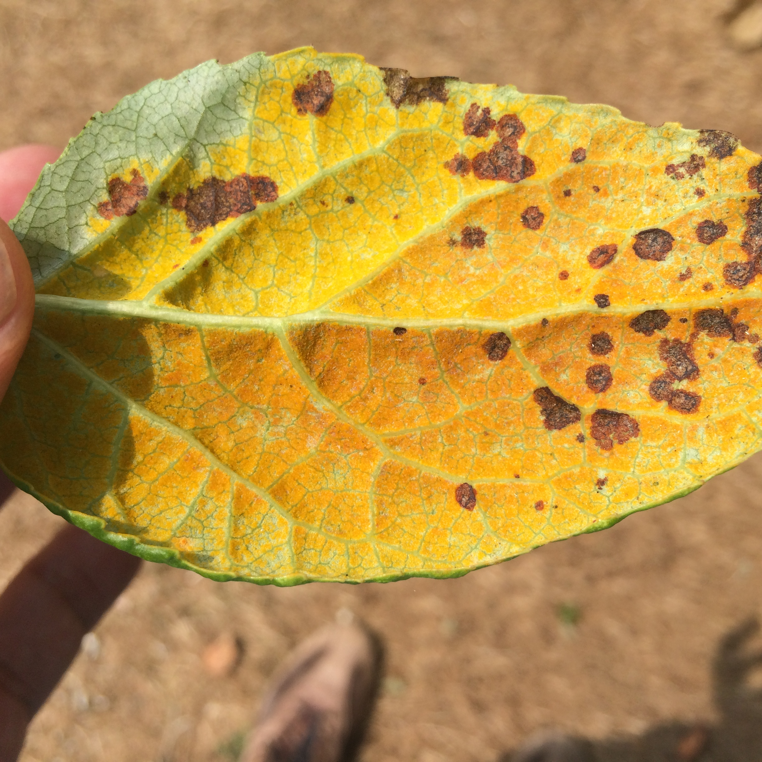 Black cottonwood leaves with naked asci of Taphrina populi-salicis, the causal agent of yellow blister rust.