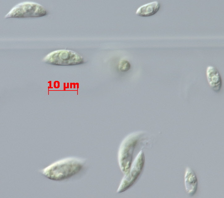 Photo of Tetradesmus deserticola SNI-2 v1.0