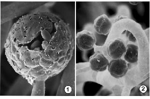 Photo of Thamnidium elegans v1.0