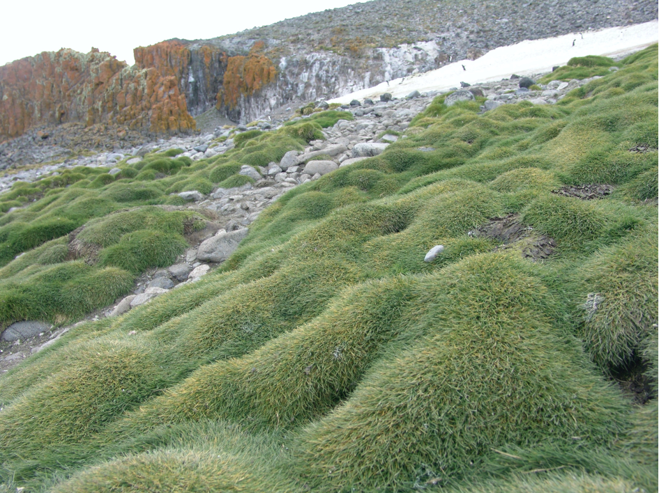 Photo of Thelebolus globosus UNIPAMPA015 v1.0