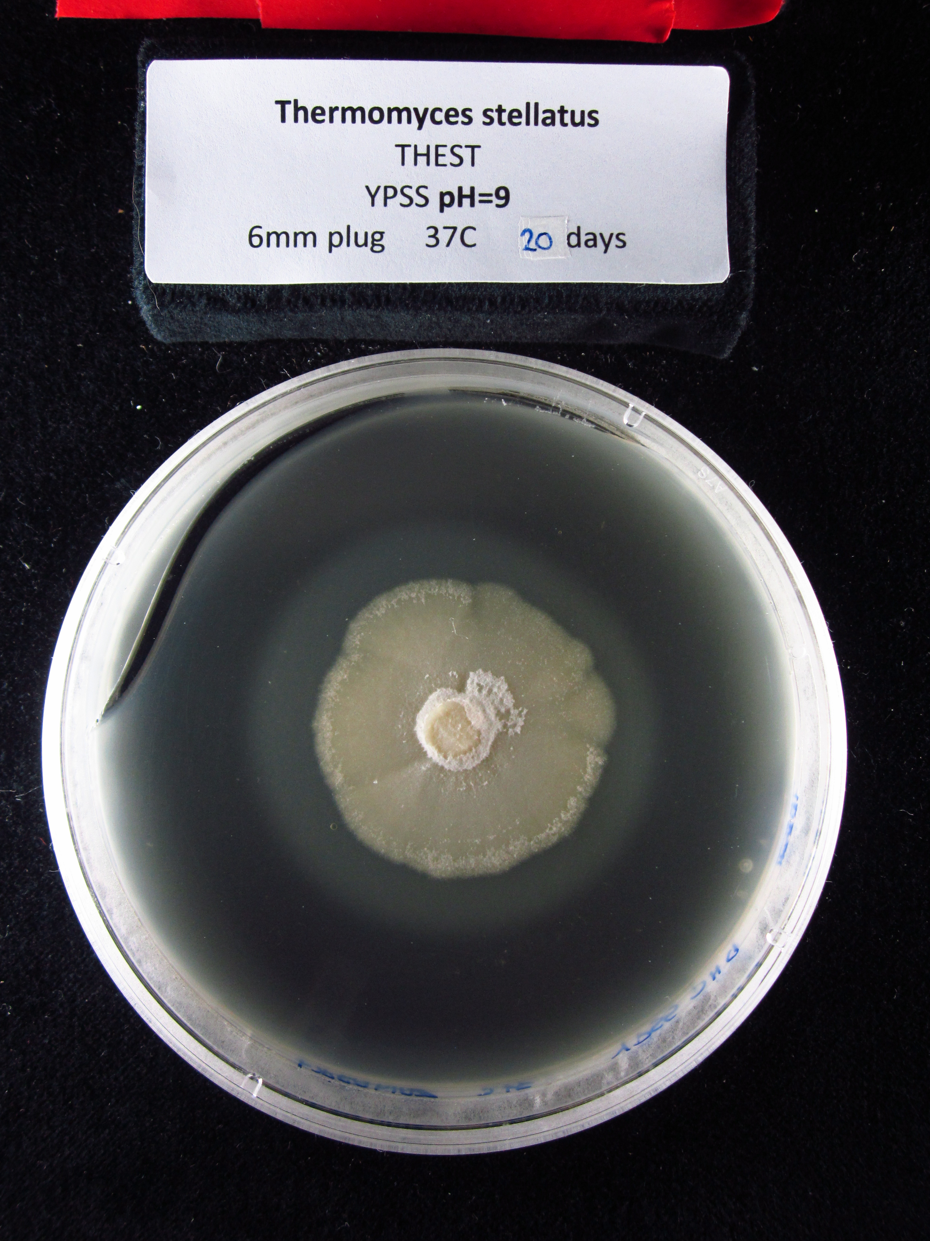 Photo of Thermomyces stellatus CBS 21464