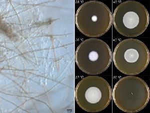 Photo of Canariomyces arenarius CBS 508.74 v1.0