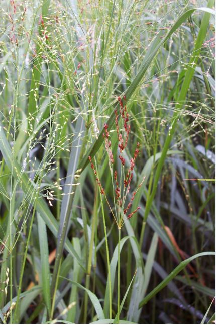 Head smut of switchgrass (smutted panicle in foreground). Photo by Gary Bergstrom.