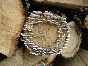 Picture of Trametes versicolor