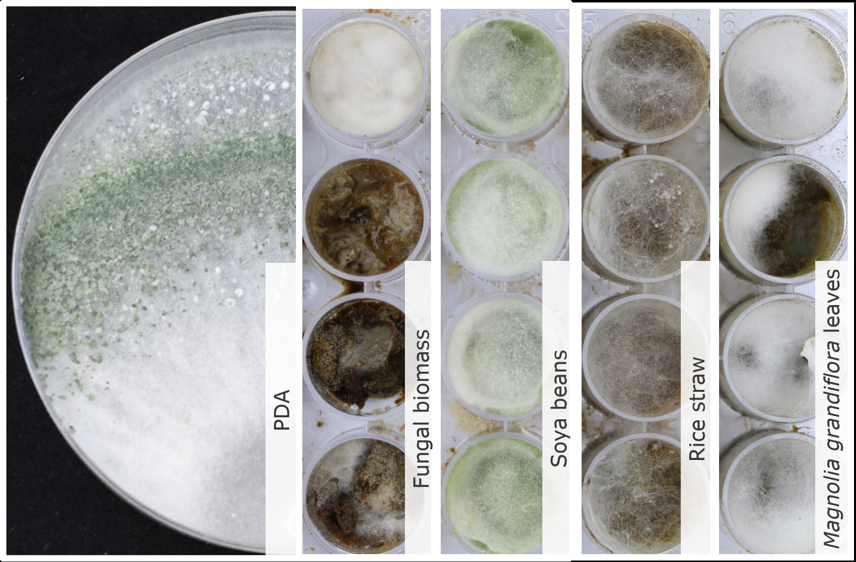 Photo of Trichoderma aggressivum SZMC 3109 v1.0