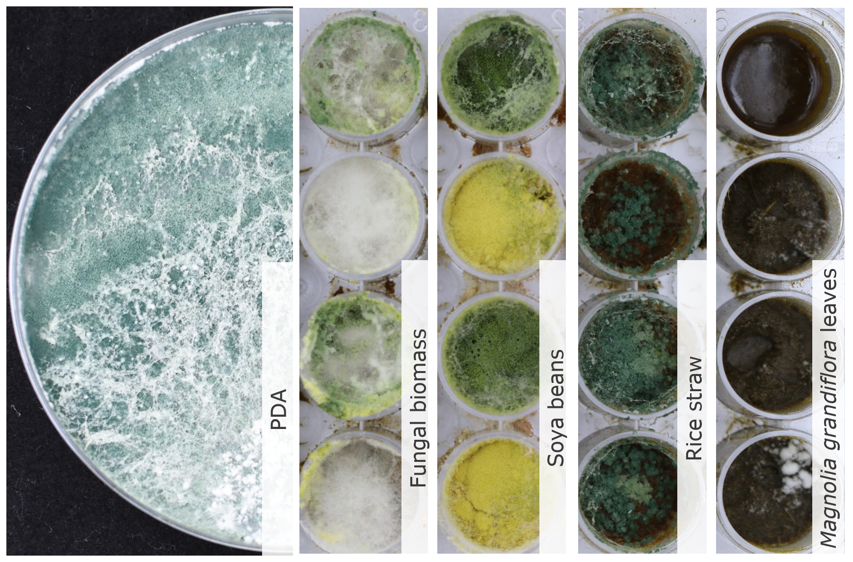 Photo of Trichoderma asperelloides SZMC 27998 v1.0