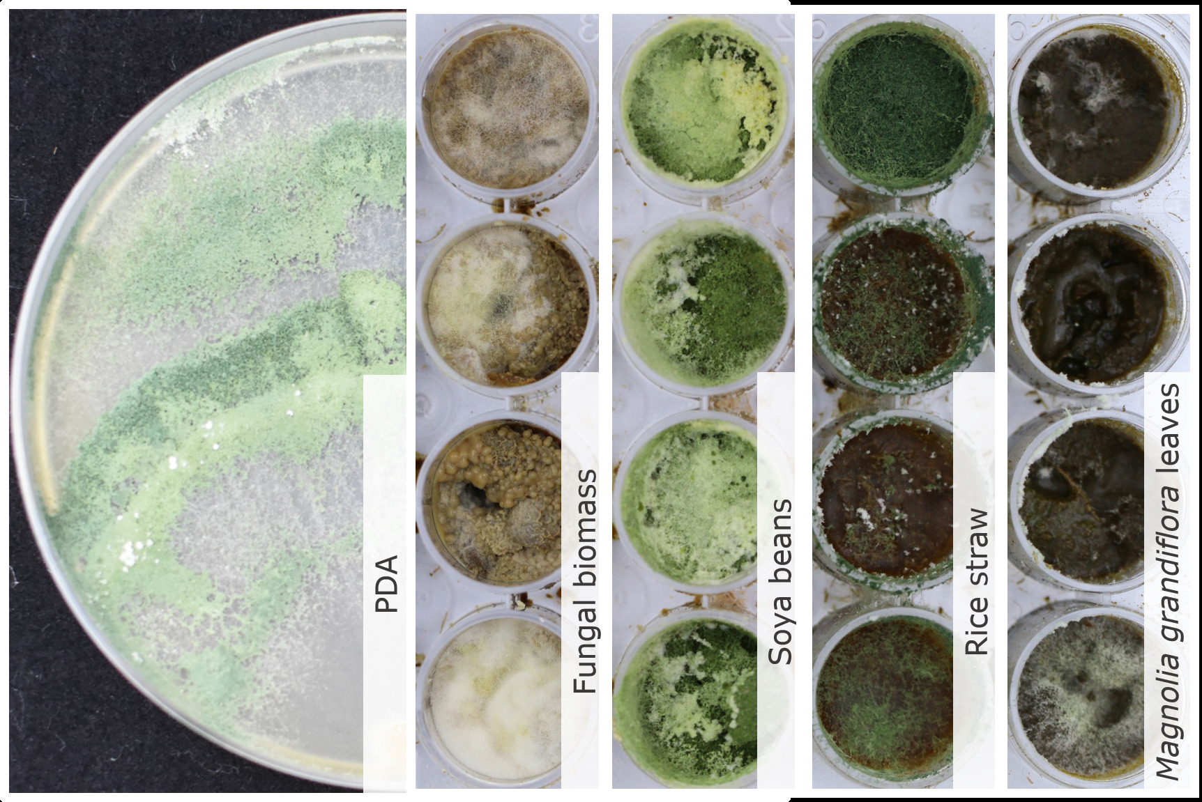 Trichoderma pleuroticola