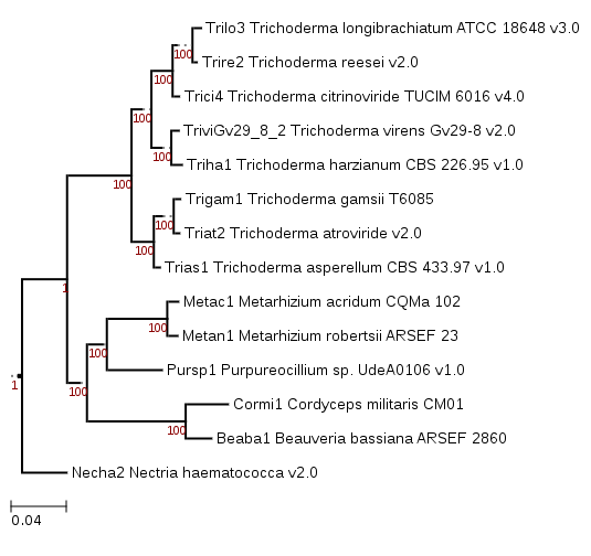 Trichoderma gamsii