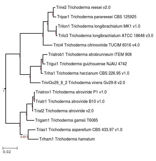 Photo of Trichoderma hamatum GD12