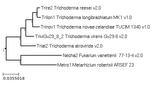 Trichoderma novae-zelandiae