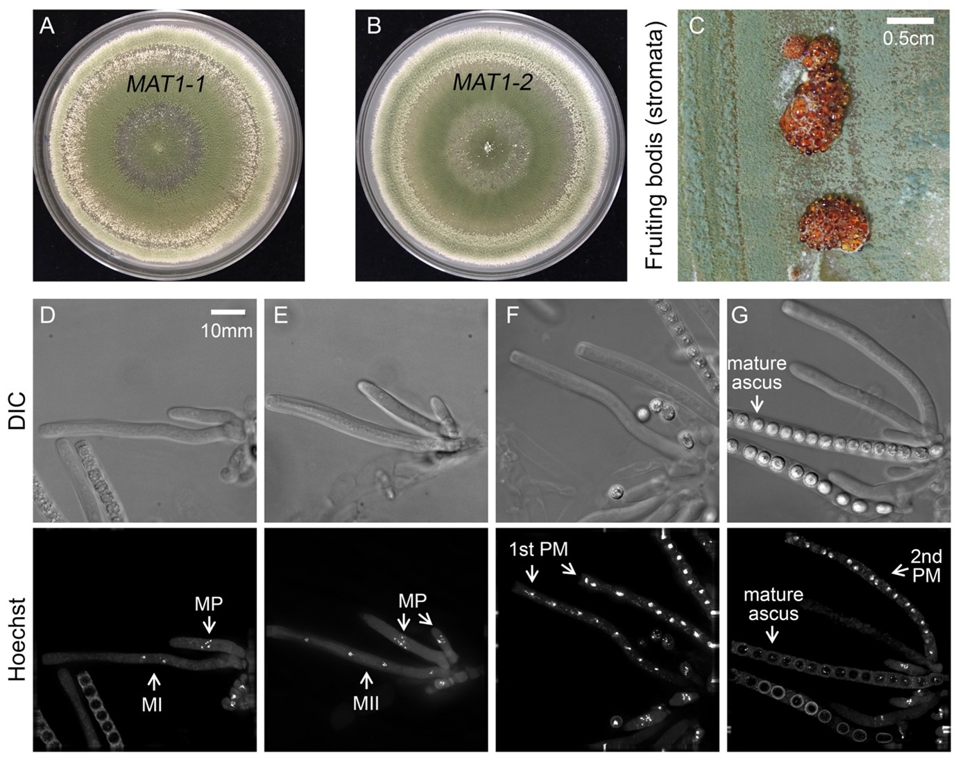 Photo of Trichoderma reesei CBS999.97 MAT1-2