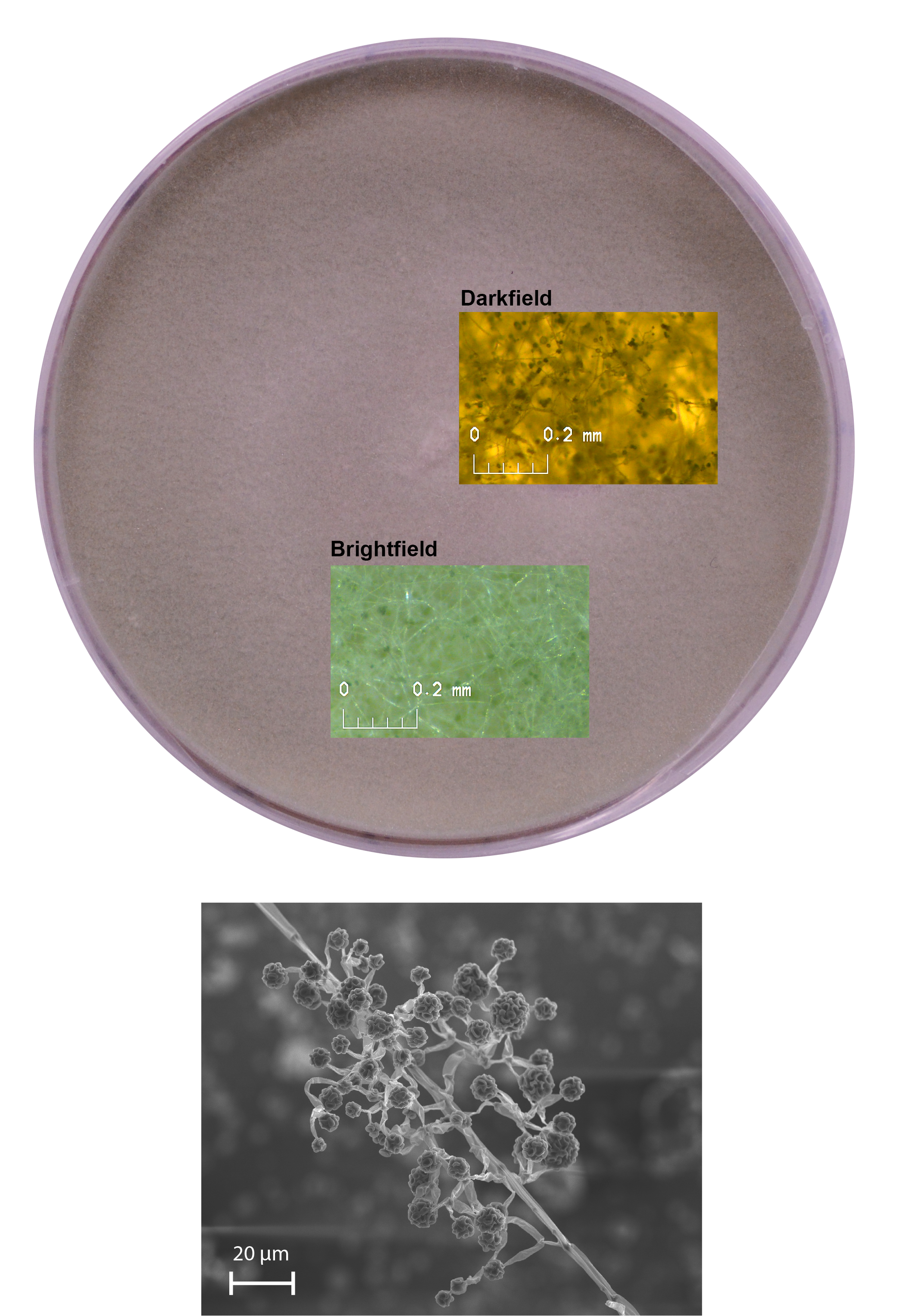 Photo of Trichoderma rossicum M135 v1.0