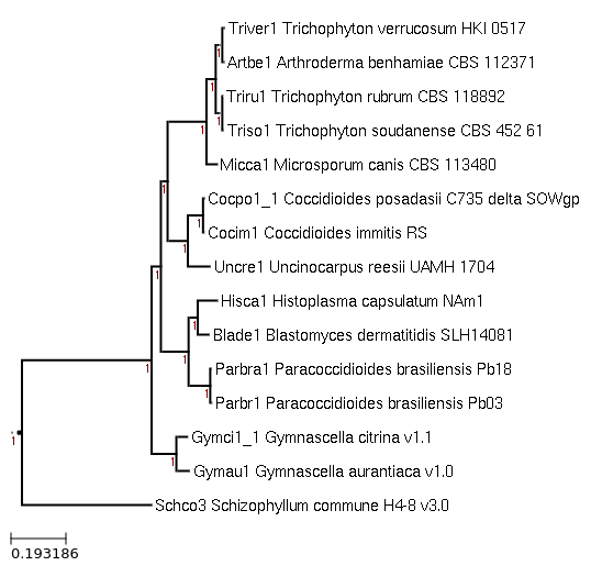 FastTree for Trichophyton soudanense CBS 452.61